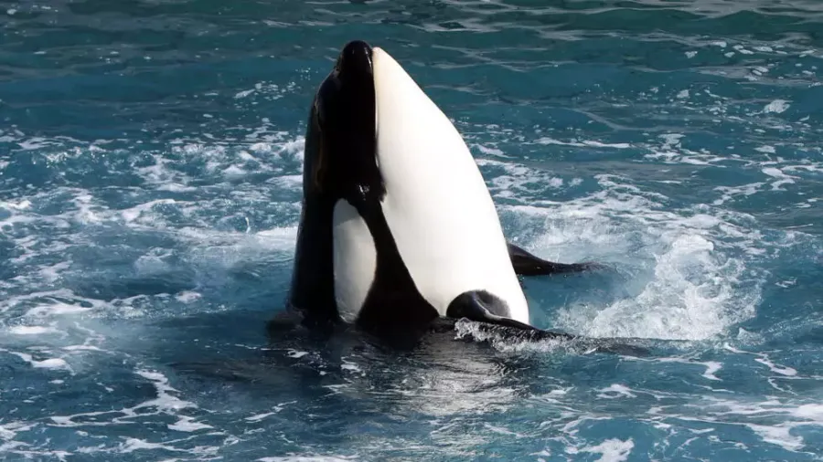 大臣はフランスの水族館から日本へのクジラの移送に反対する