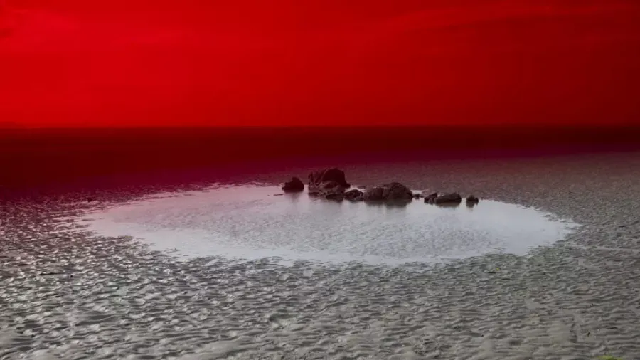 美しさと疫病：生態学的災害を暴露する写真家の探求