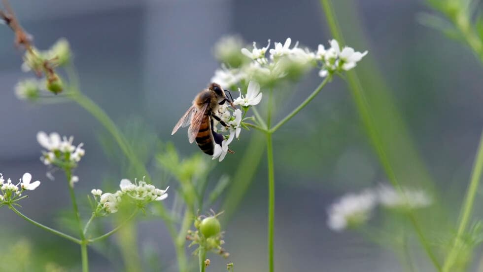BeeGuard、デジタル技術が生物多様性に目を光らせているとき