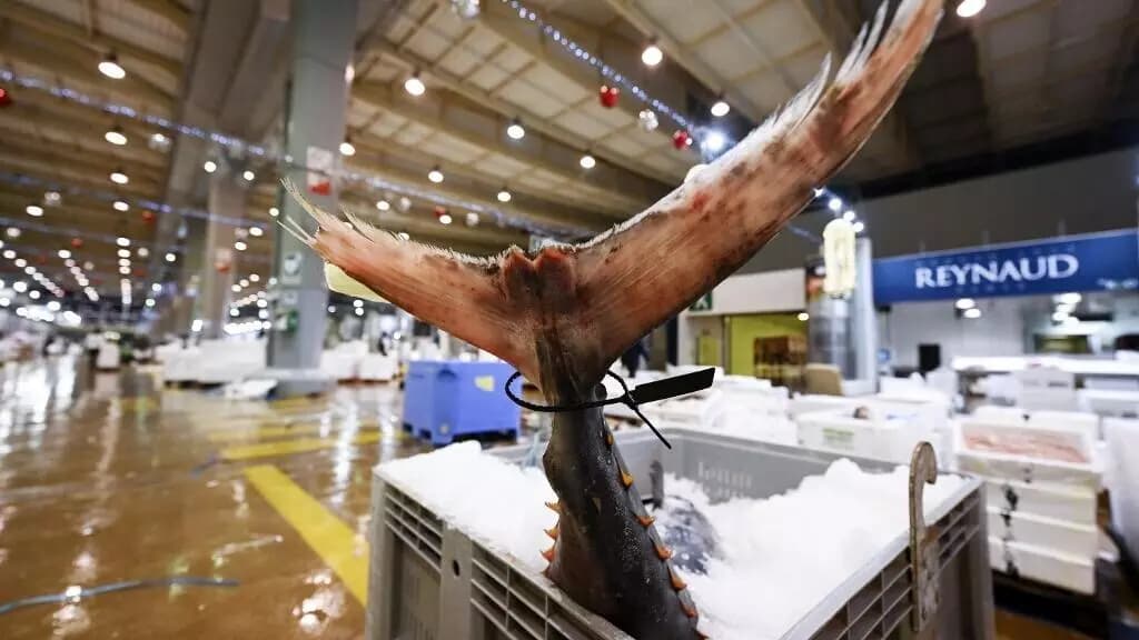 フランスの8つの都市は、水銀レベルが高いことを理由に、学校の食堂からマグロを禁止しています