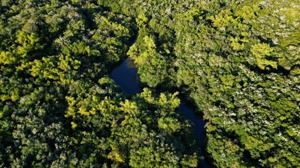 より大きな生物多様性は極端な気候から森林を保護する、と科学者は言う