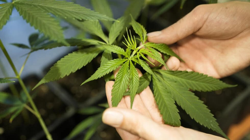 ストラスブールは、4月1日にドイツの法律が変更されるにつれて、合法的な大麻実験を開始する予定です