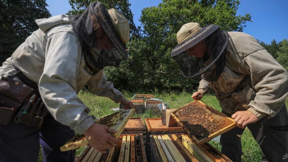 フランスの蜂蜜のための悲惨な年に「飢えているミツバチ」