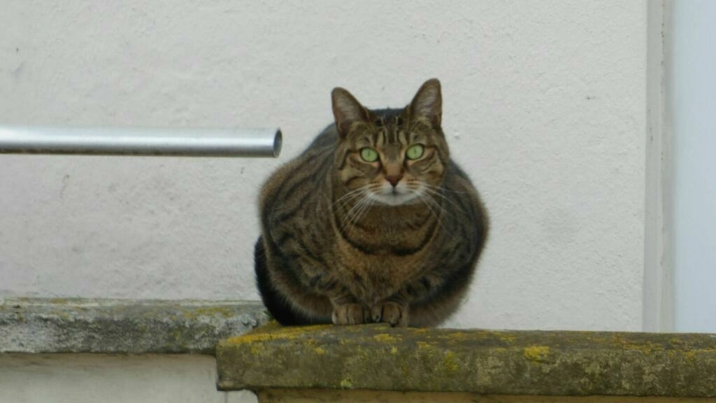 フランスにおける動物虐待との闘い：議会が法律案を採択