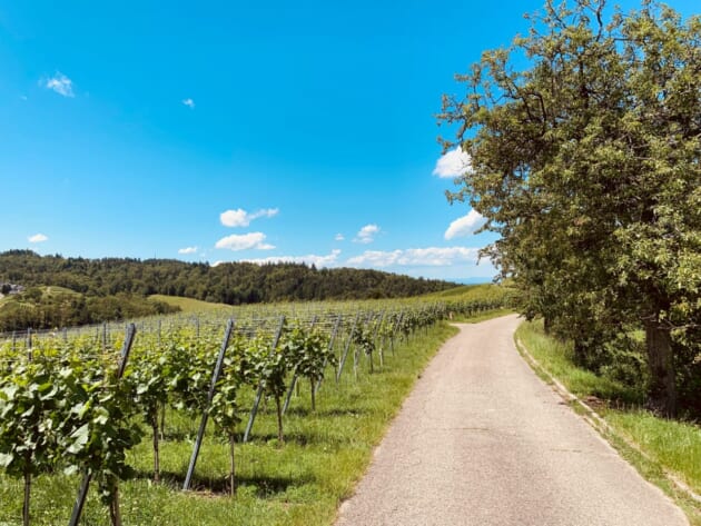 2021 年、ドイツでは良質なヴィンテージの生産年に