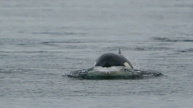セーヌ川で立ち往生したシャチ