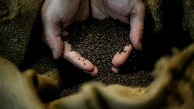 2022年、フレンチマスタードの複雑な年