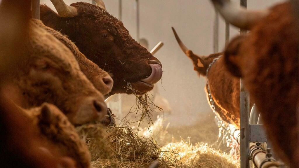 牛肉の二酸化炭素排出量を削減するプロジェクト