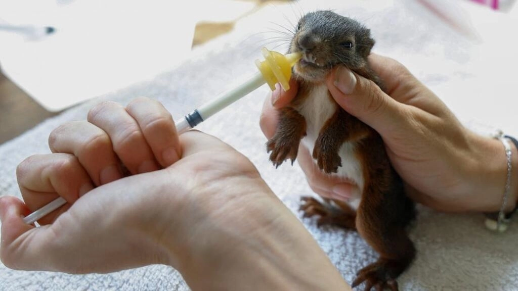 リスの赤ちゃん