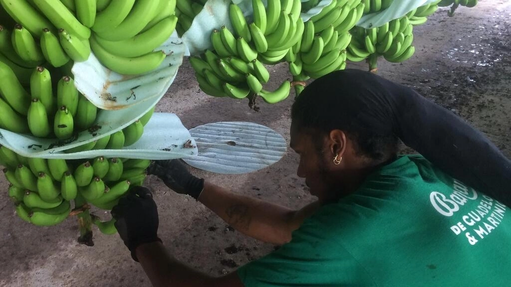 フランス：西インド諸島産バナナの廃棄物から作られた化粧品