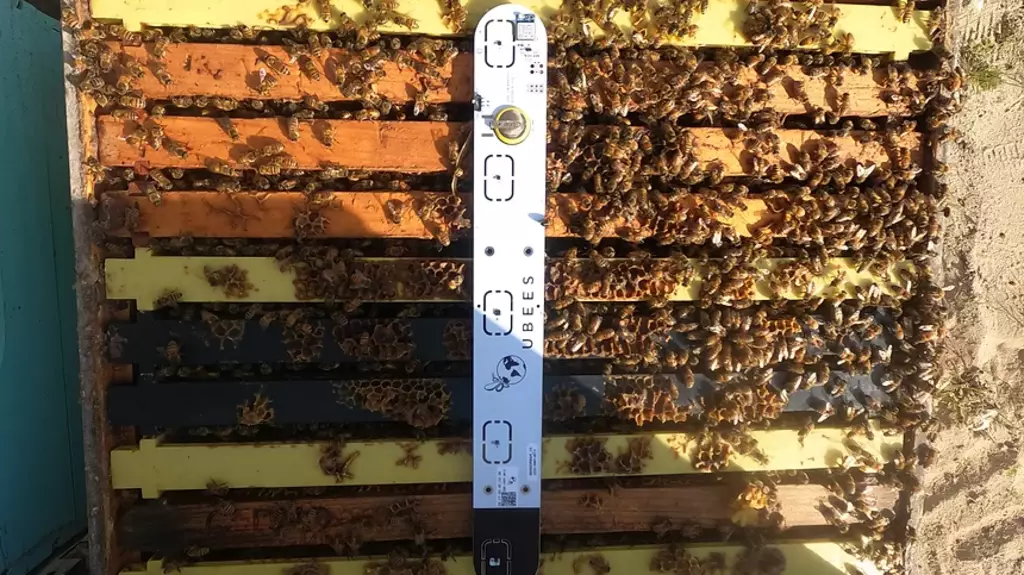 ミツバチのデジタル守護天使、ウビーズ