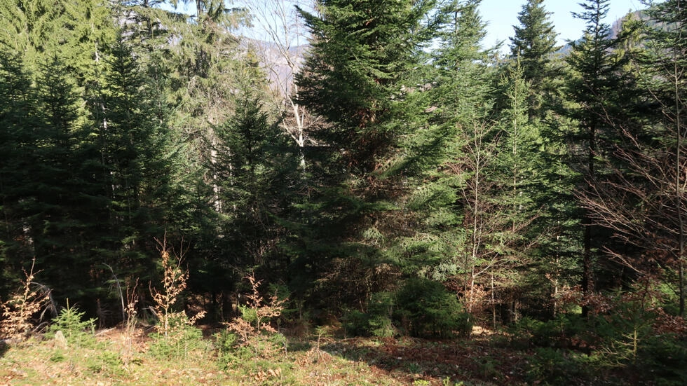 気候変動：森林の必要な適応