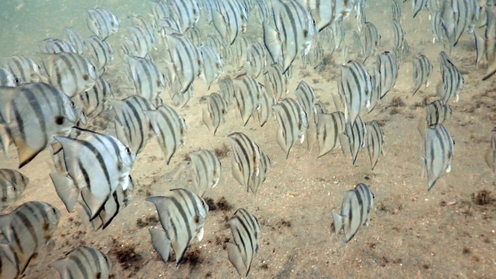 海洋を保護するための国連での歴史的な合意