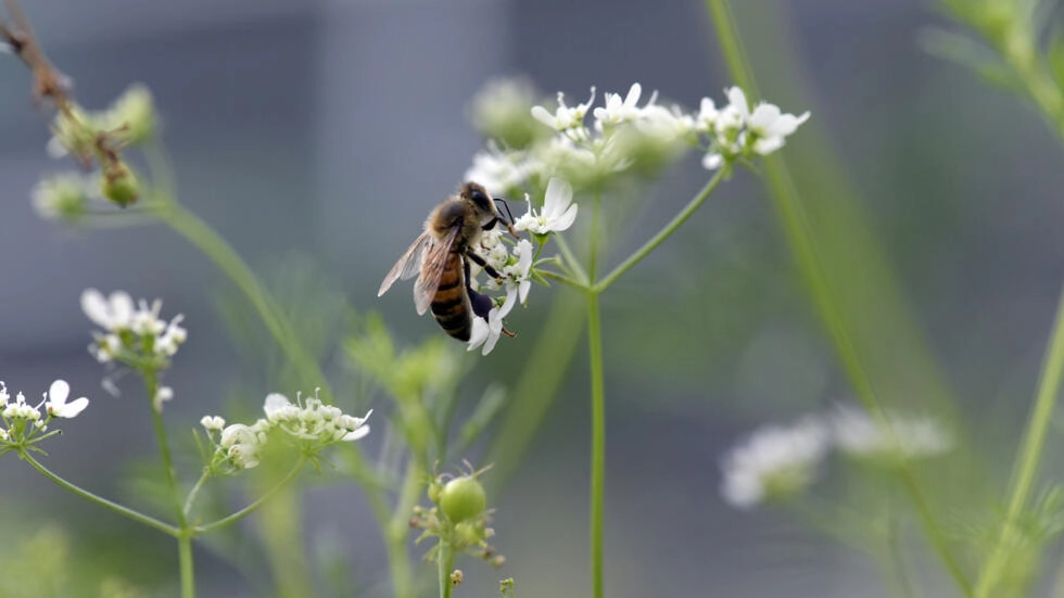 BeeGuard、デジタル技術が生物多様性に目を光らせているとき