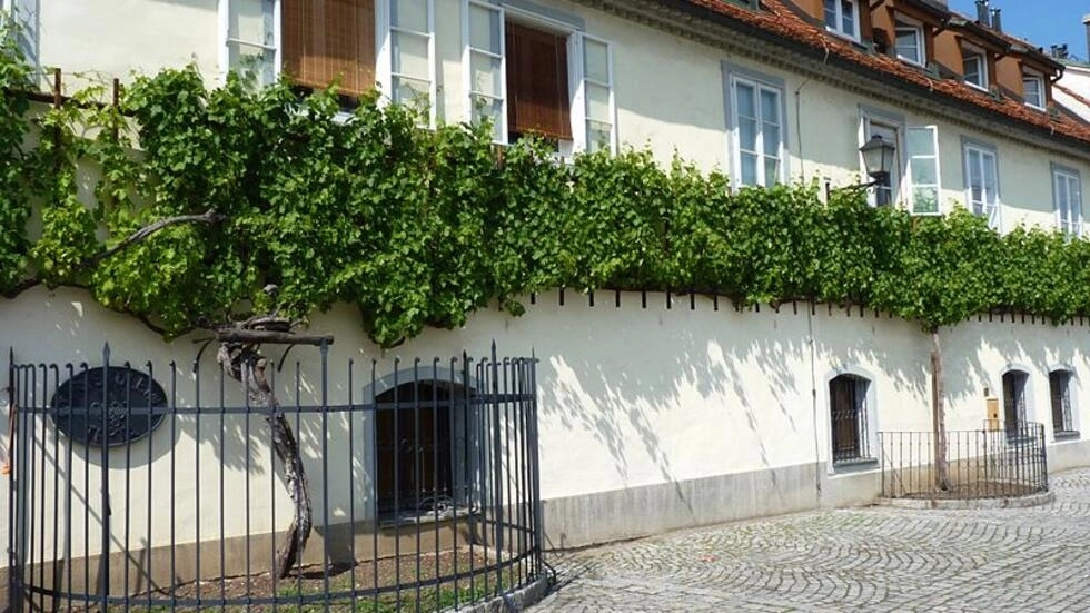 世界最古のブドウの木から飲む