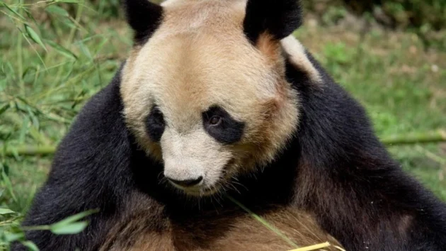 フランスで生まれた最初のジャイアントパンダが別れを告げ、中国に向かう