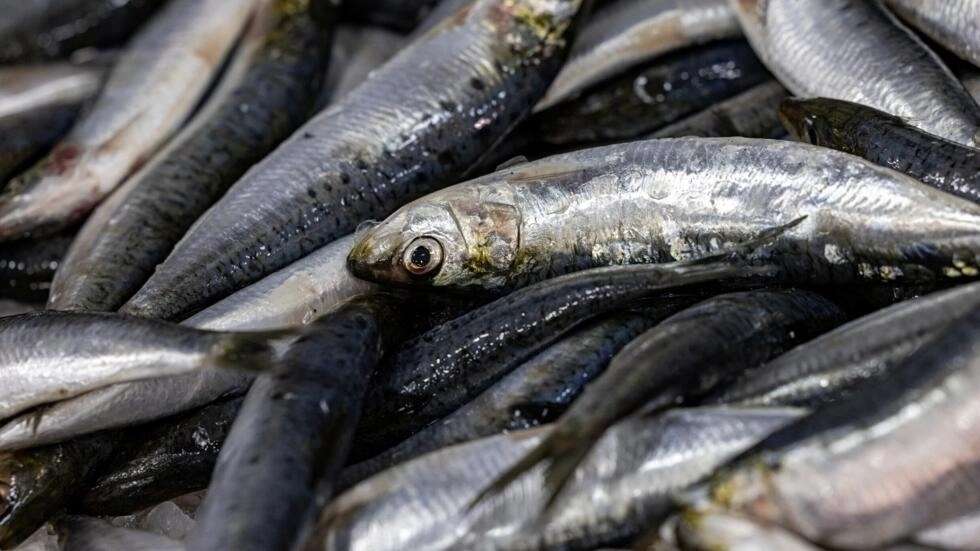フランスで販売されている魚のほぼ半分は「持続可能な供給源からではない」