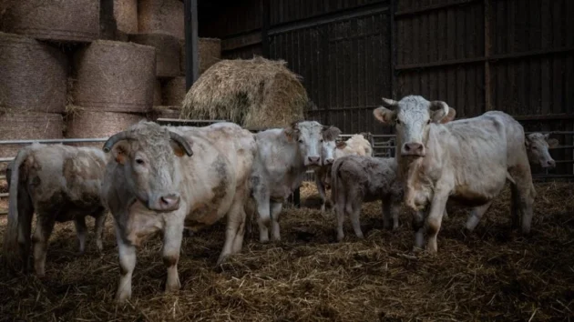 フランスの食品監視機関は、肉、乳製品、卵の動物福祉ラベルを求めています