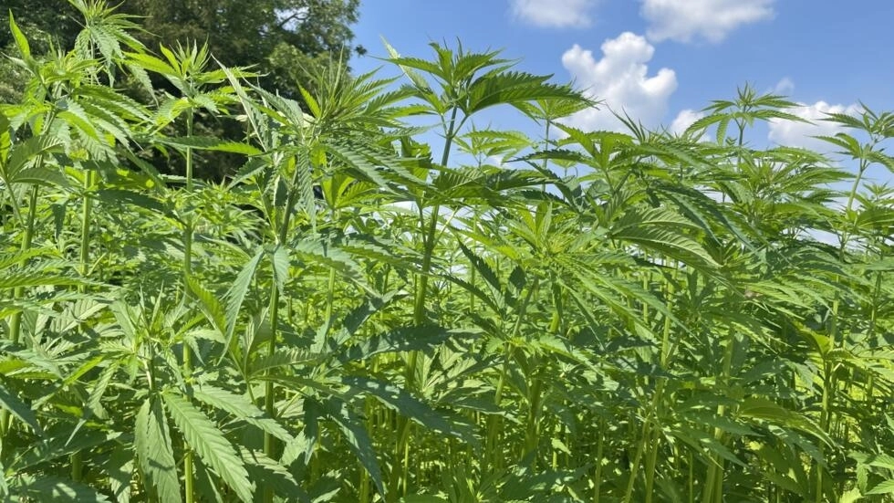 ヘンプ、フランスが炭素排出量の削減に役立つことを望んでいる「グリーンゴールド」