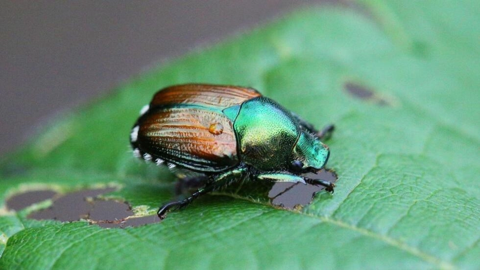 フランスは、生態系を枯廃させる可能性のある日本のカブトムシの流入に対して警告する