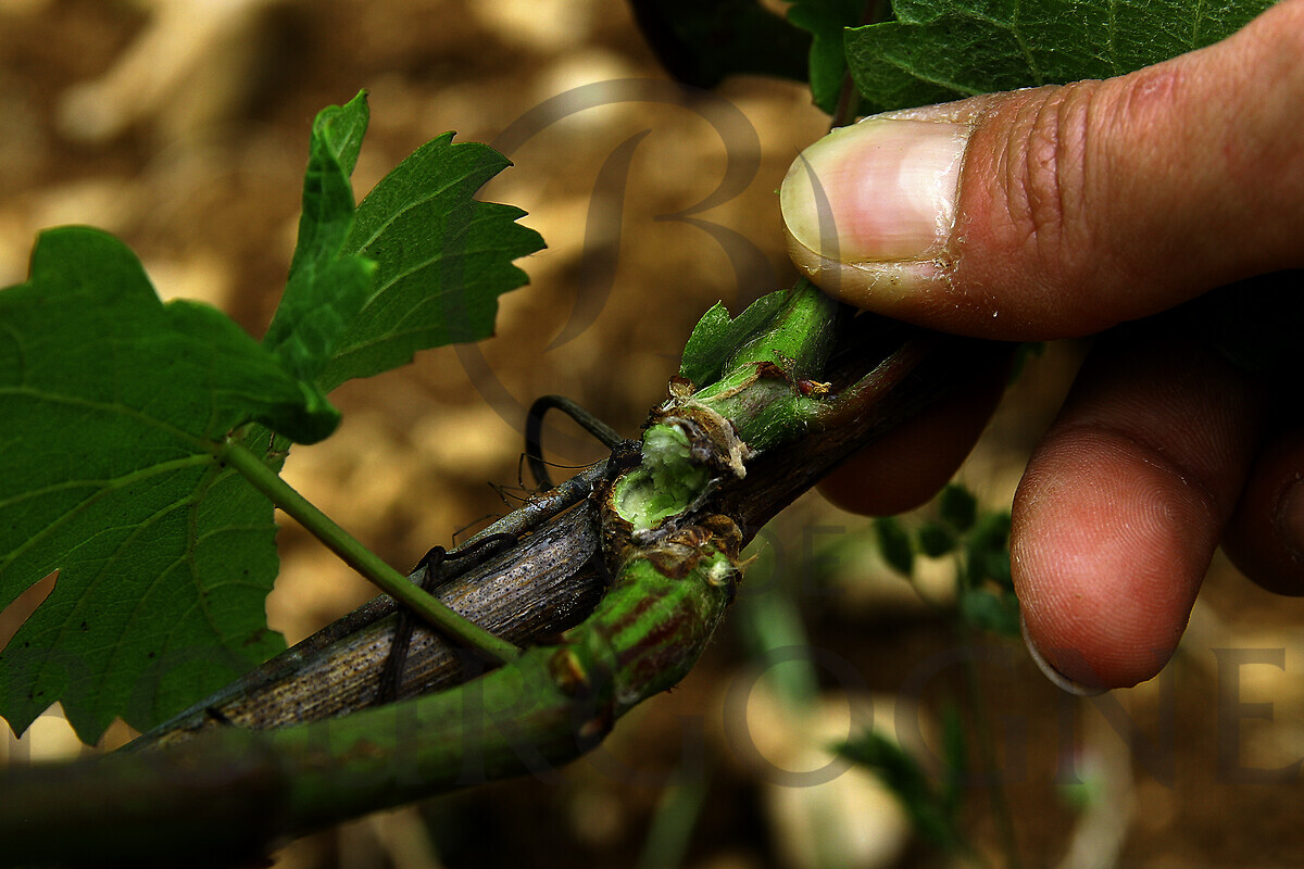 ブルゴーニュワイン2024年ヴィンテージ— 厳しい気候を乗り越えた高品質なワインが誕生