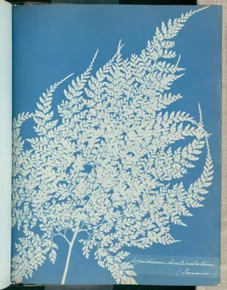 「Aspidium denticulatum」-1853年のイギリスの植物学者アンナ・アトキンス(1799-1871)とアン・ディクソン(1799-1877)によるシアノタイプ。© The J.ポール・ゲティ美術館、ロサンゼルス
