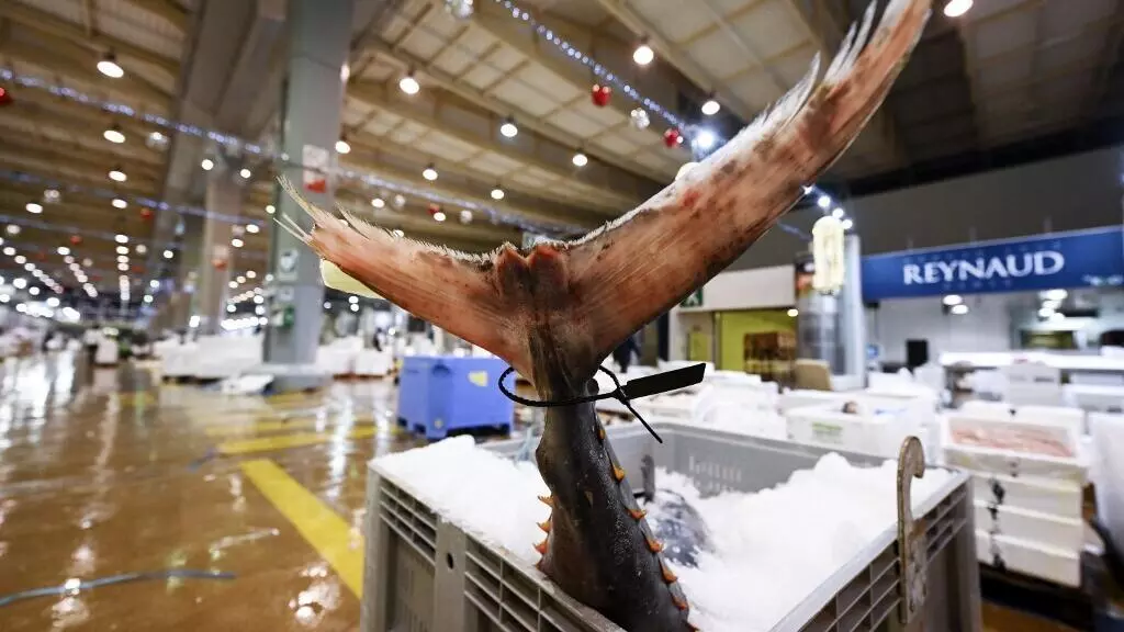 フランスの8つの都市は、水銀レベルが高いことを理由に、学校の食堂からマグロを禁止しています