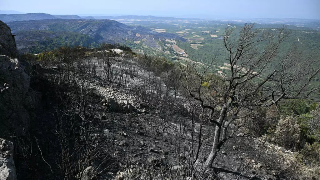 山火事で荒廃した森林が、いまだに治癒力を持っている方法